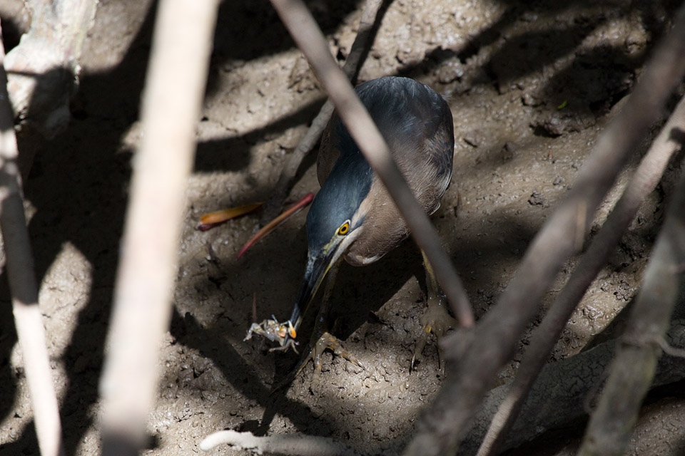 Striated Heron (Butorides striatus)